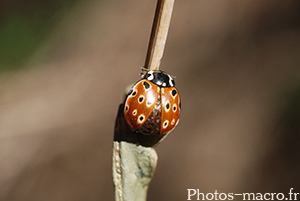 Anatis ocellata